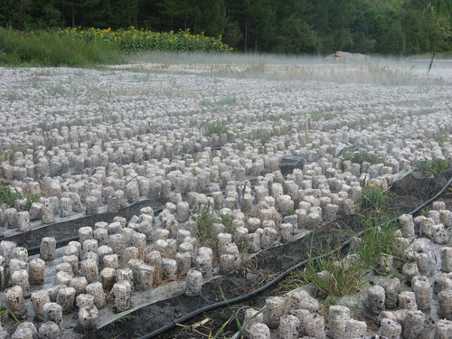 ����ľ��