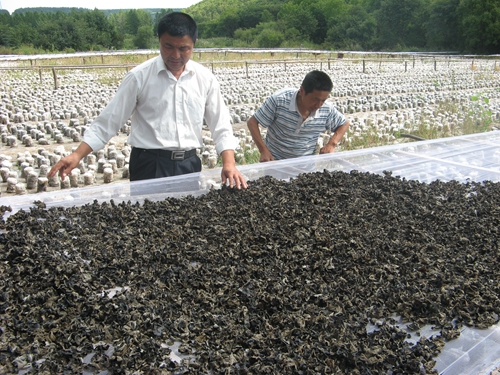 ����ľ��1