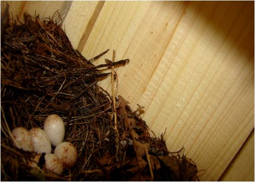 ����Ұ������